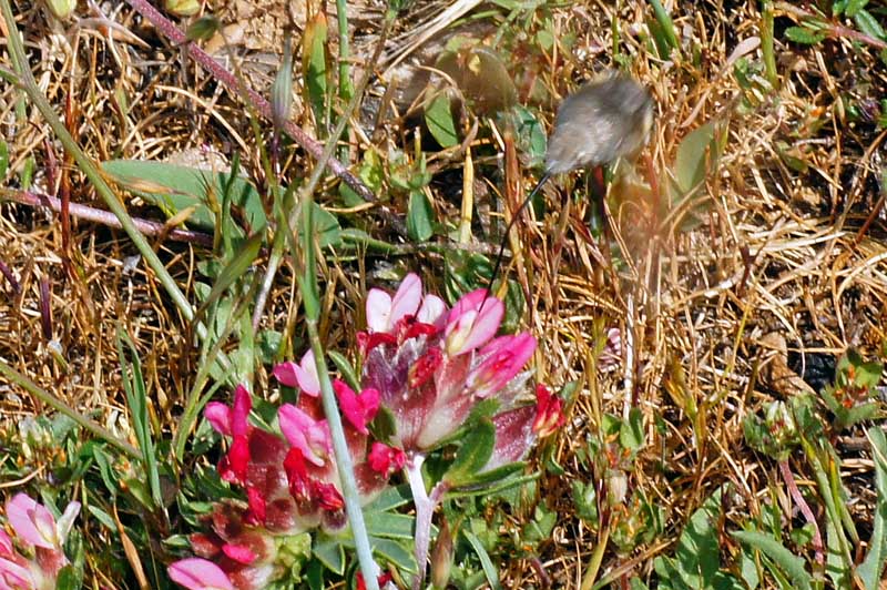 Farfalla colibr - Macroglossum stellatarum